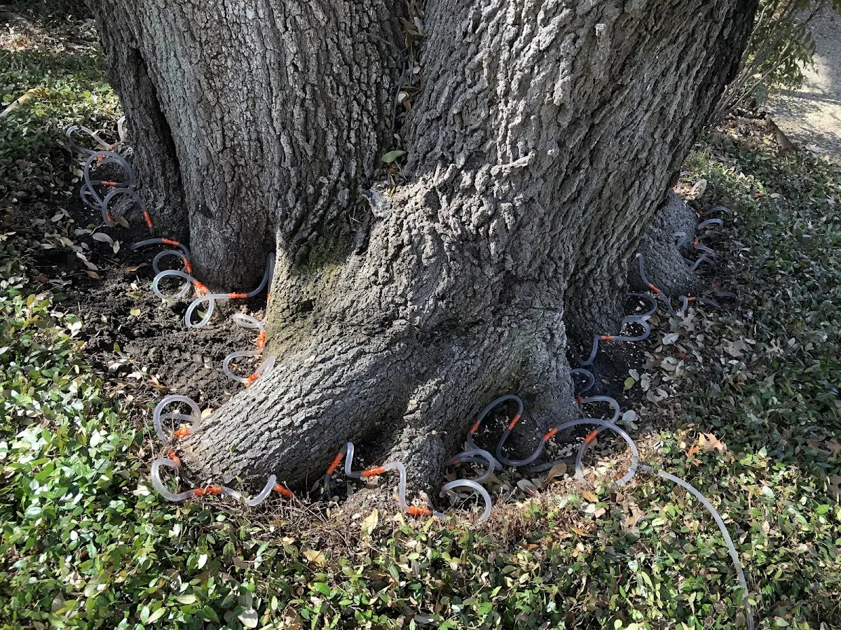 Detailed Tree Cabling and Bracing job site in Bergen