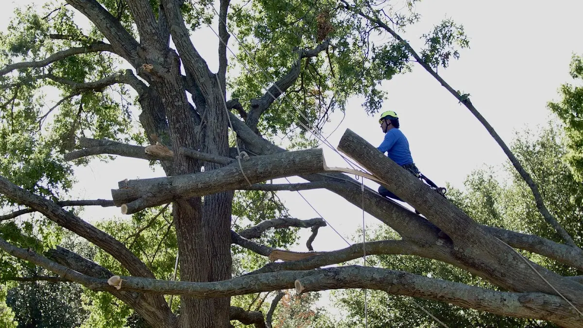 Professional Hazardous Tree Removal performed by certified arborists in Bergen